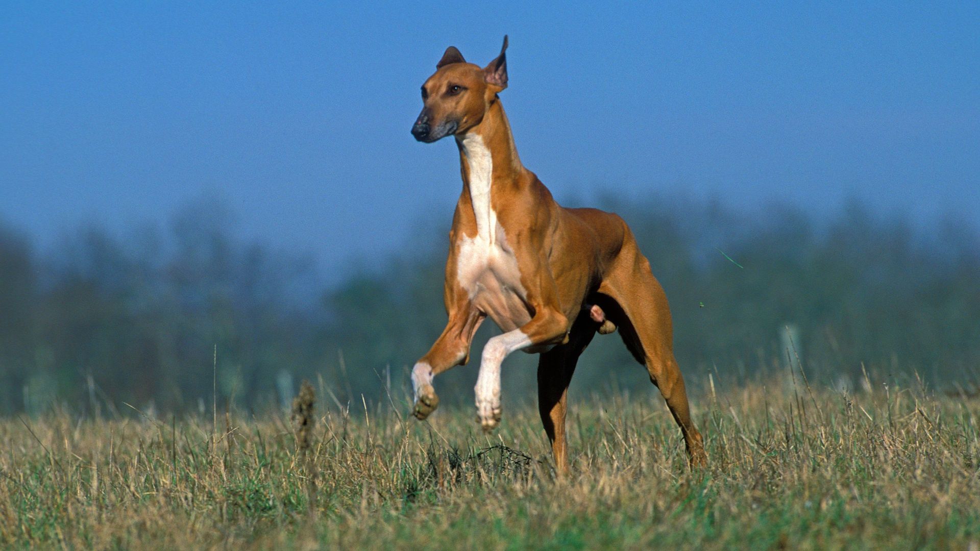 Azawakh Hound