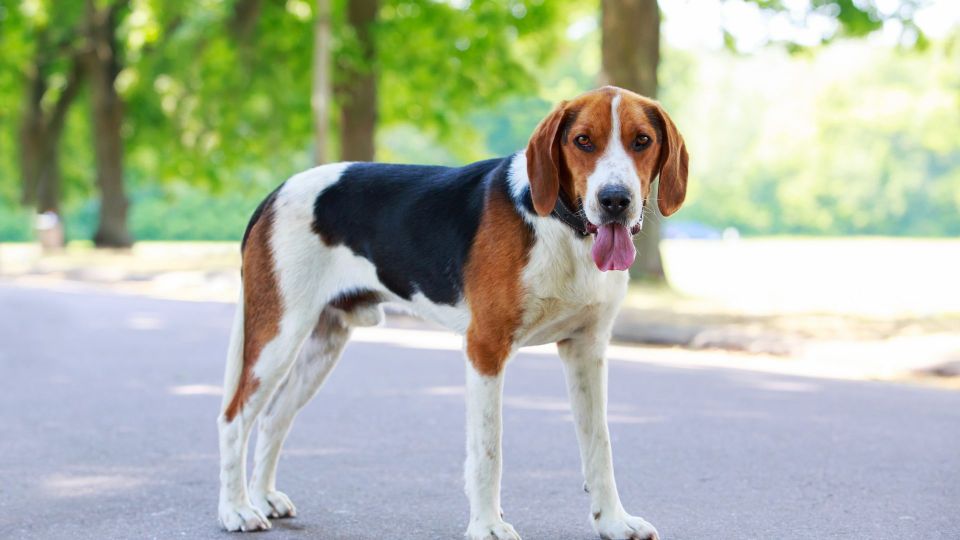 Foxhound