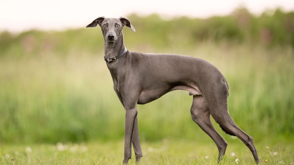 Greyhound