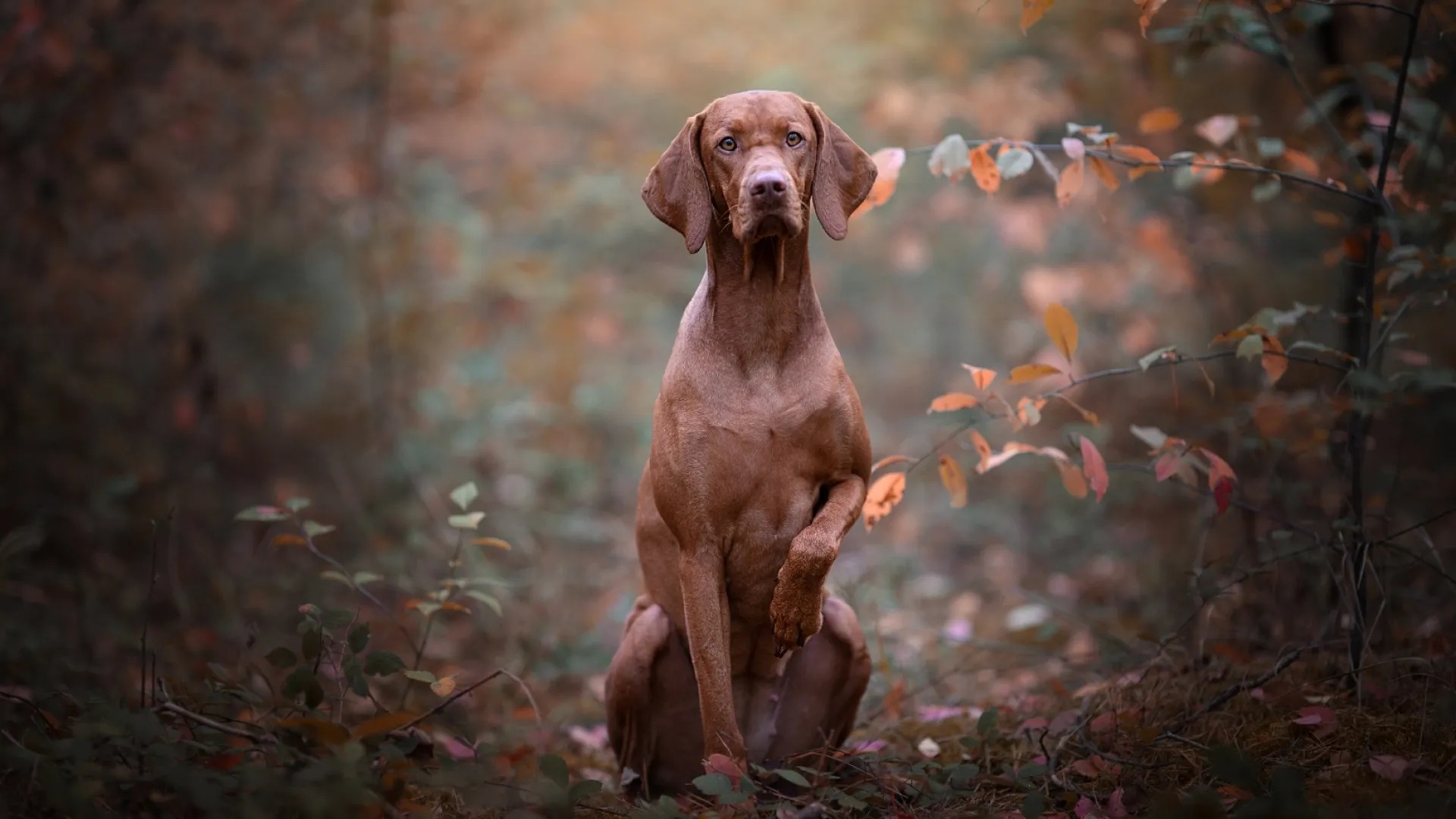 Pointer