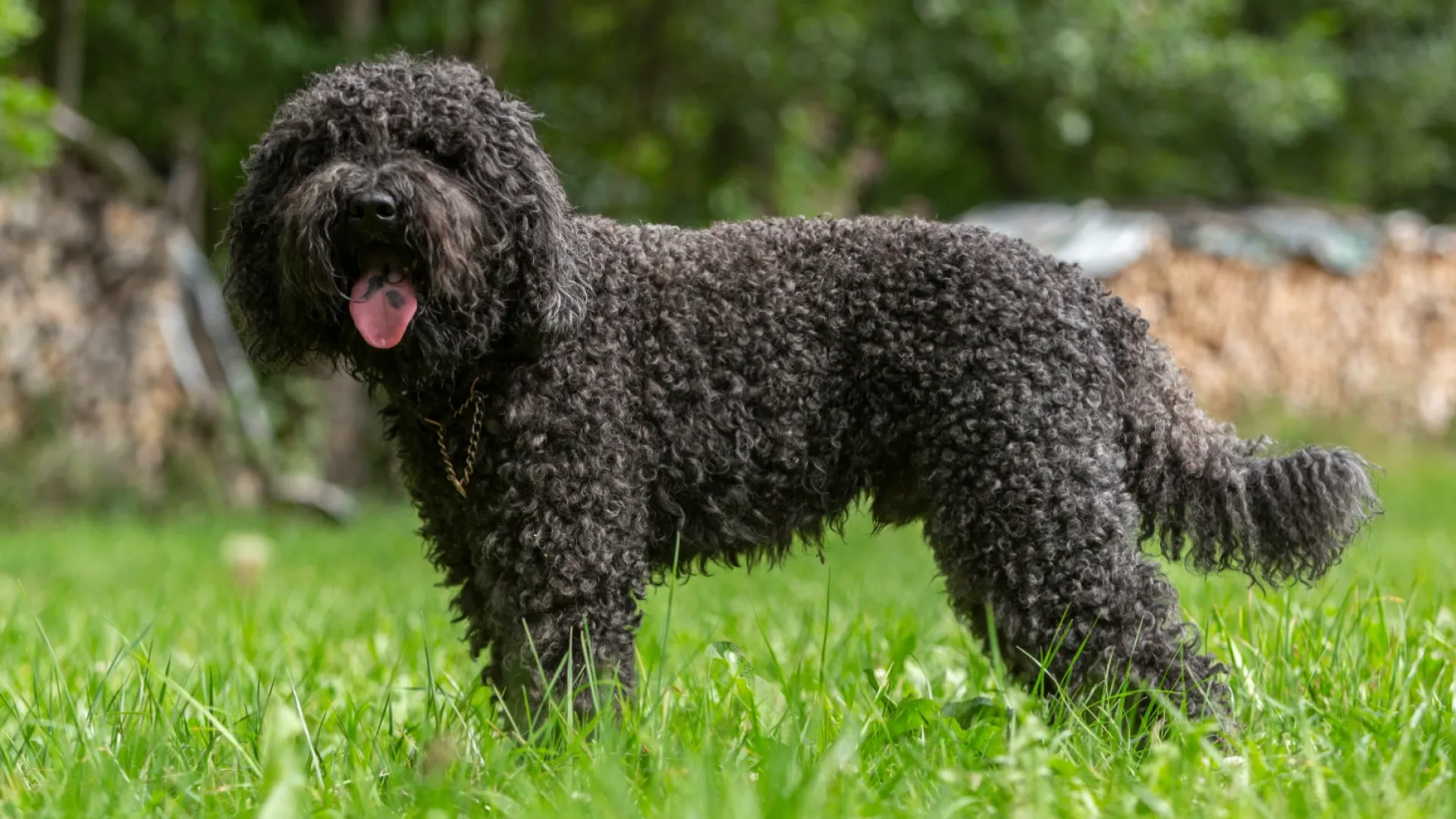 Barbet