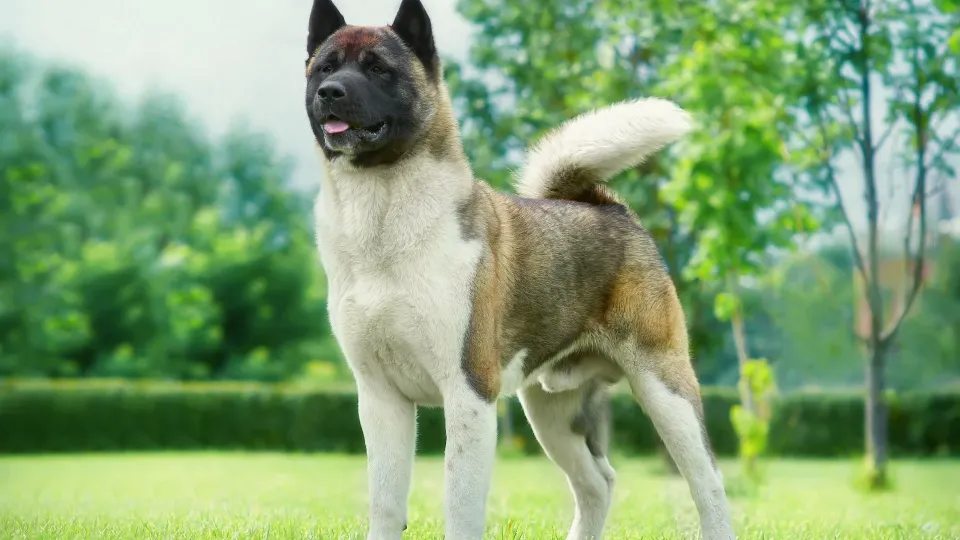 Akita
