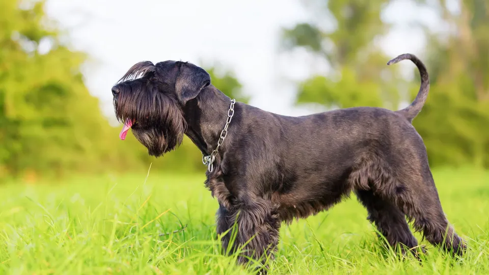 Schnauzer