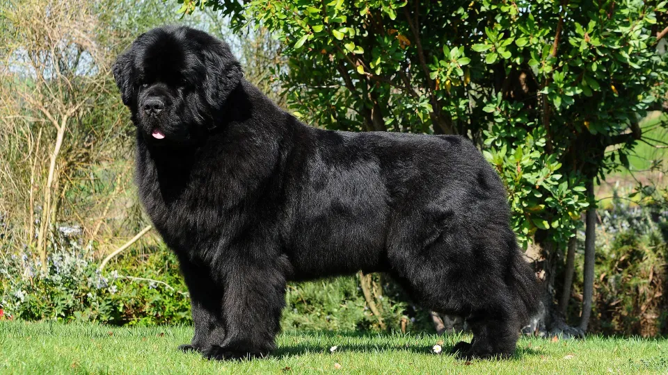 Newfoundland
