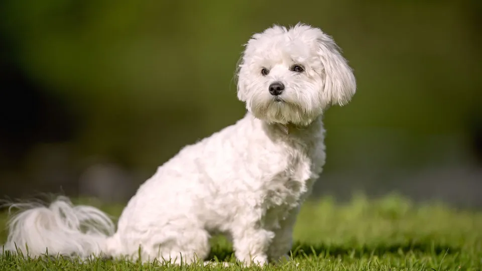 Maltese