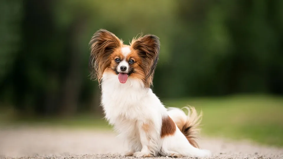 Papillon