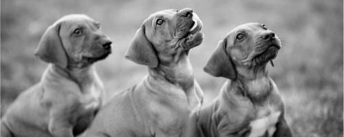 The Canine Midwife